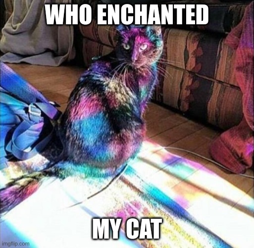 WHO ENCHANTED; MY CAT | image tagged in cat | made w/ Imgflip meme maker