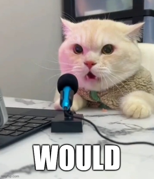 WOULD. | WOULD | image tagged in cats | made w/ Imgflip meme maker