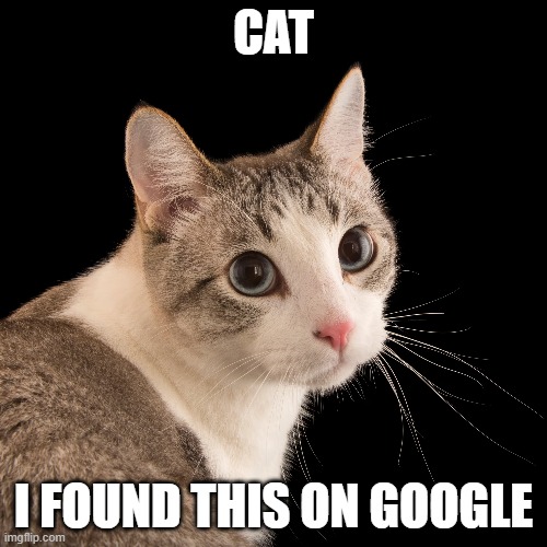 cat | CAT; I FOUND THIS ON GOOGLE | image tagged in cat | made w/ Imgflip meme maker