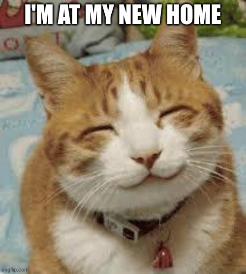 Happy cat | I'M AT MY NEW HOME | image tagged in happy cat | made w/ Imgflip meme maker