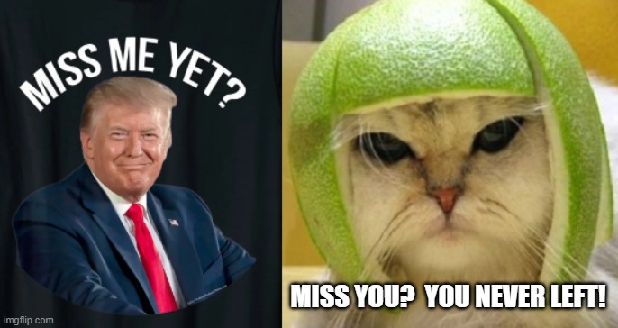 Miss Donald Trump? | MISS YOU?  YOU NEVER LEFT! | image tagged in donald trump,cat with lime helmet,i hate donald trump,trump sucks | made w/ Imgflip meme maker
