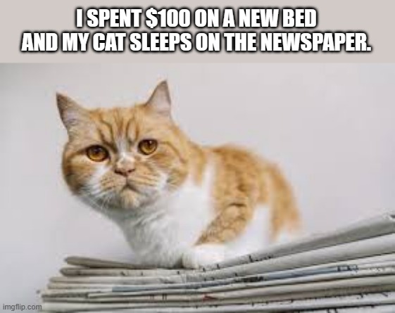 memes by Brad - my cat sleeps on the newspaper | I SPENT $100 ON A NEW BED AND MY CAT SLEEPS ON THE NEWSPAPER. | image tagged in funny,cats,funny cat memes,sleeping,humor,cute kittens | made w/ Imgflip meme maker