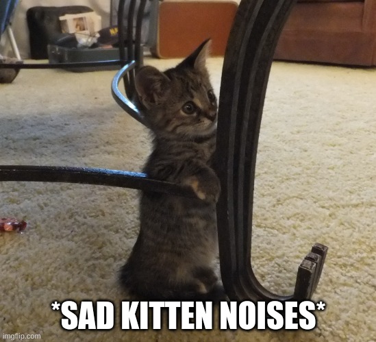 Sad Kitten Noises | *SAD KITTEN NOISES* | image tagged in sad kitten noises | made w/ Imgflip meme maker