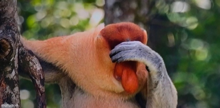 Janusz Monkey Face Palm | image tagged in janusz monkey face palm | made w/ Imgflip meme maker