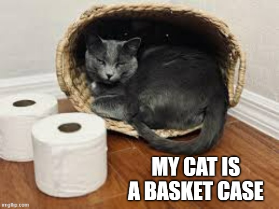 memes by Brad - my cat is a basket case | MY CAT IS A BASKET CASE | image tagged in funny,cats,kittens,funny cat memes,humor,cute kittens | made w/ Imgflip meme maker