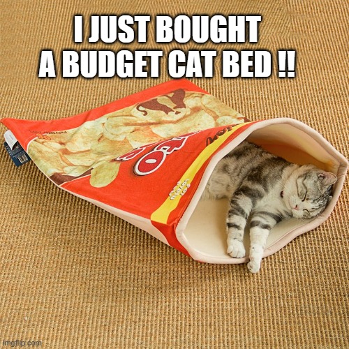 memes by Brad - Cat bought a budget bed - humor | I JUST BOUGHT A BUDGET CAT BED !! | image tagged in funny,cats,kittens,cute kitten,cute cat,humor | made w/ Imgflip meme maker