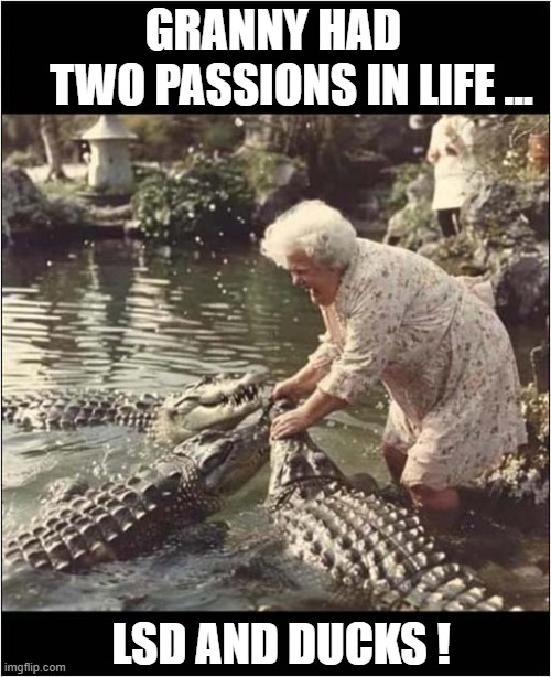 A Precious Last Photo | GRANNY HAD 
   TWO PASSIONS IN LIFE ... LSD AND DUCKS ! | image tagged in last photo,granny,lsd,crocodile,dark humour | made w/ Imgflip meme maker