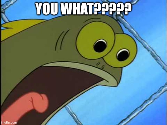 You what?! | YOU WHAT????? | image tagged in you what | made w/ Imgflip meme maker