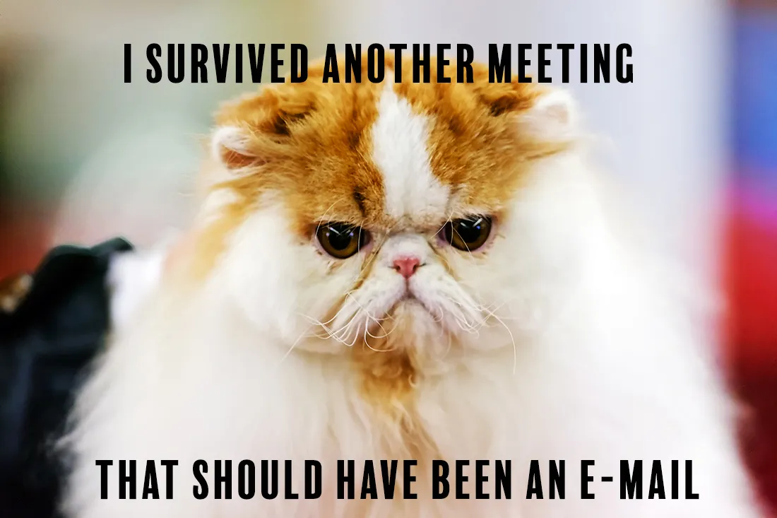 I survived another meeting that should have been an email cat Blank Meme Template