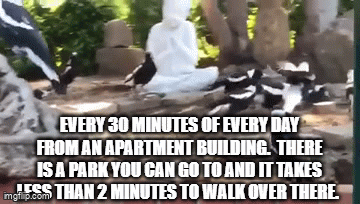 really-you-need-to-feed-magpies-butcher-birds-crows-and-all-other
