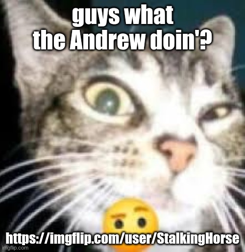 check his most recent submission | guys what the Andrew doin'? https://imgflip.com/user/StalkingHorse | image tagged in cat eyebrow | made w/ Imgflip meme maker