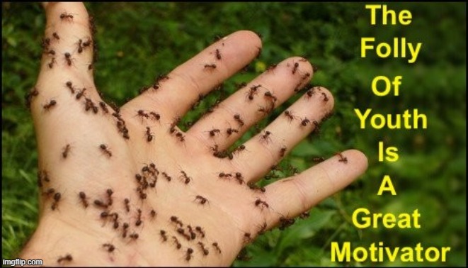 Trial and Error... | image tagged in vince vance,fire ants,hand,memes,red,ants | made w/ Imgflip meme maker