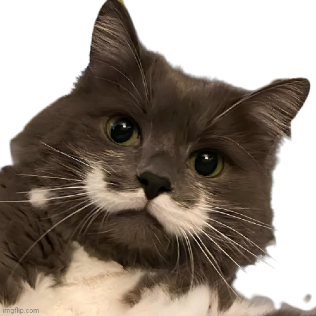 Stachecat no bg Blank Meme Template