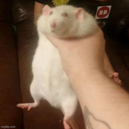 Grabbing a fat rat | image tagged in grabbing a fat rat | made w/ Imgflip meme maker