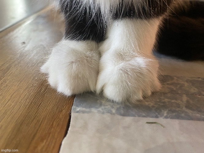 My other cat’s paw toes | image tagged in cat,paws,toes,bean toes,beans,toe beans | made w/ Imgflip meme maker