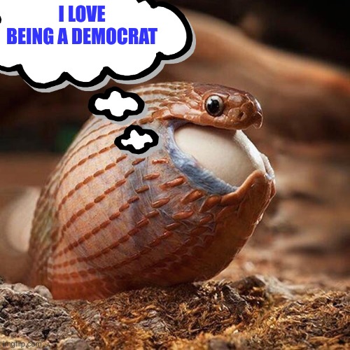 snake eating egg | I LOVE BEING A DEMOCRAT | image tagged in snake eating egg | made w/ Imgflip meme maker