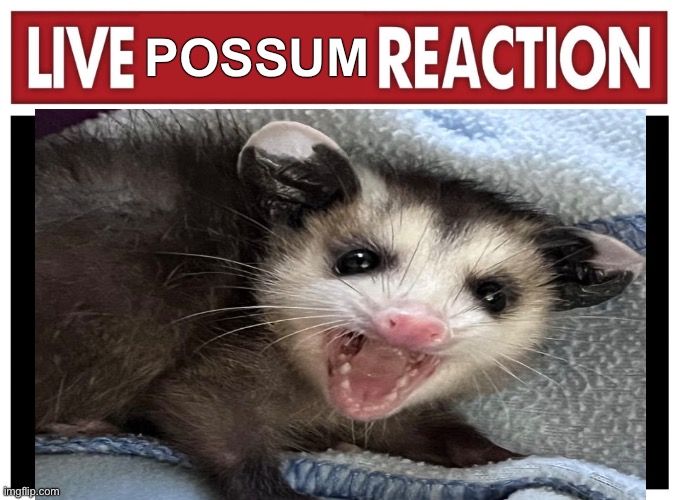 Live reaction | POSSUM | image tagged in live reaction | made w/ Imgflip meme maker