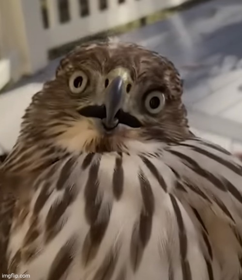 birð | made w/ Imgflip meme maker