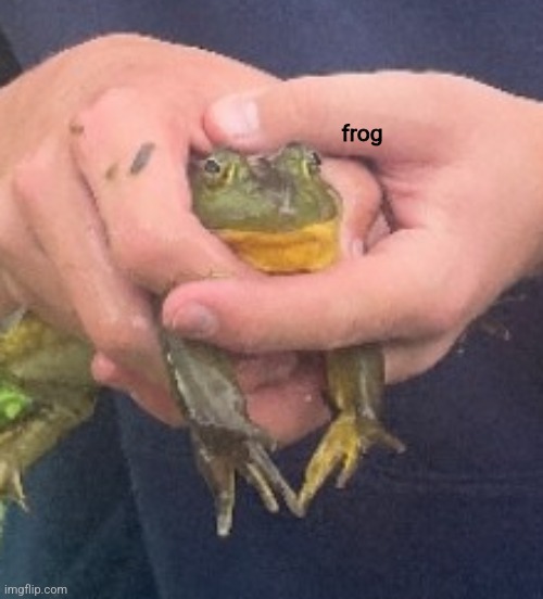 frog | made w/ Imgflip meme maker