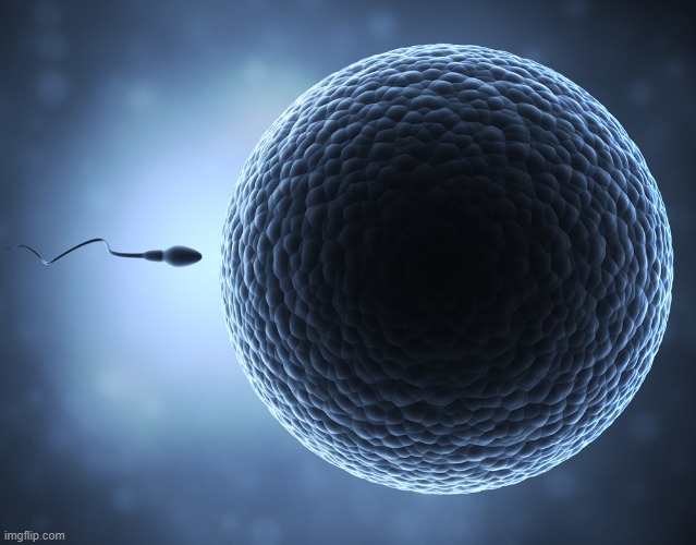 Sperm and Egg | image tagged in sperm and egg | made w/ Imgflip meme maker