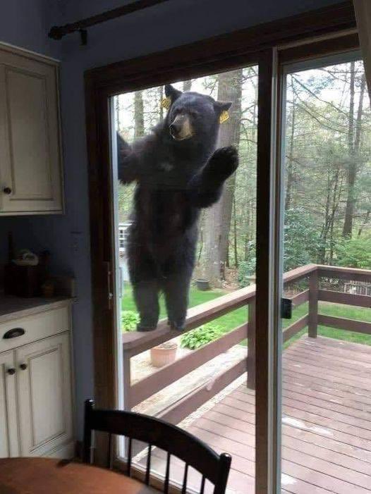 High Quality Let me in bear Blank Meme Template
