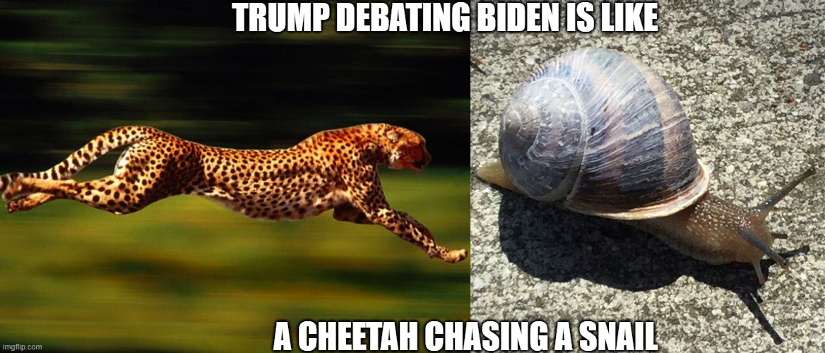 TRUMP DEBATING BIDEN IS LIKE; A CHEETAH CHASING A SNAIL | image tagged in cheetah,slow as a snail | made w/ Imgflip meme maker