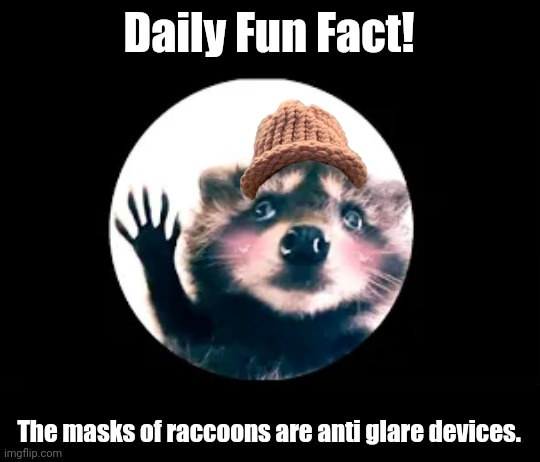 Daily Fun Fact! The masks of raccoons are anti glare devices. | image tagged in memes,daily,fact | made w/ Imgflip meme maker