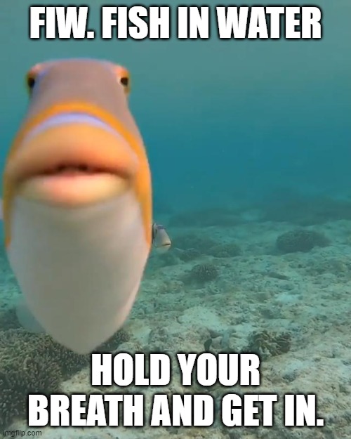 fish in water | FIW. FISH IN WATER; HOLD YOUR BREATH AND GET IN. | image tagged in staring fish | made w/ Imgflip meme maker