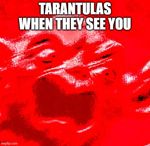Animal Crossing tarantulas be like | TARANTULAS WHEN THEY SEE YOU | image tagged in very loud screaming,acnh,animal_crossing | made w/ Imgflip meme maker