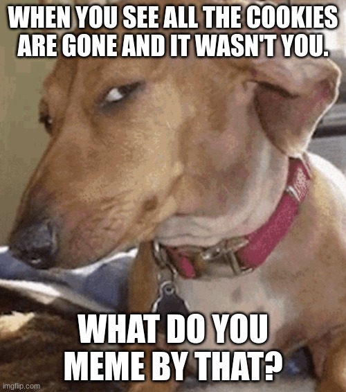 side eye dog. | WHEN YOU SEE ALL THE COOKIES ARE GONE AND IT WASN'T YOU. WHAT DO YOU MEME BY THAT? | image tagged in side eye dog | made w/ Imgflip meme maker