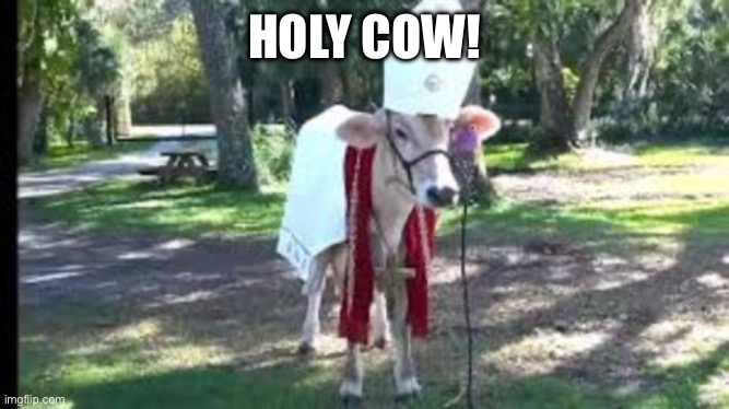 Holy cow | HOLY COW! | image tagged in holy cow | made w/ Imgflip meme maker