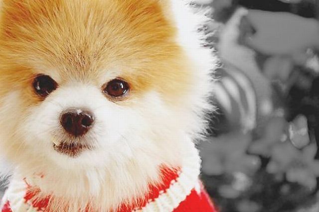 image tagged in dogs,animals,cute