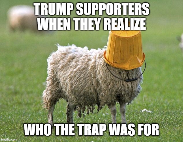 stupid sheep | TRUMP SUPPORTERS WHEN THEY REALIZE WHO THE TRAP WAS FOR | image tagged in stupid sheep | made w/ Imgflip meme maker