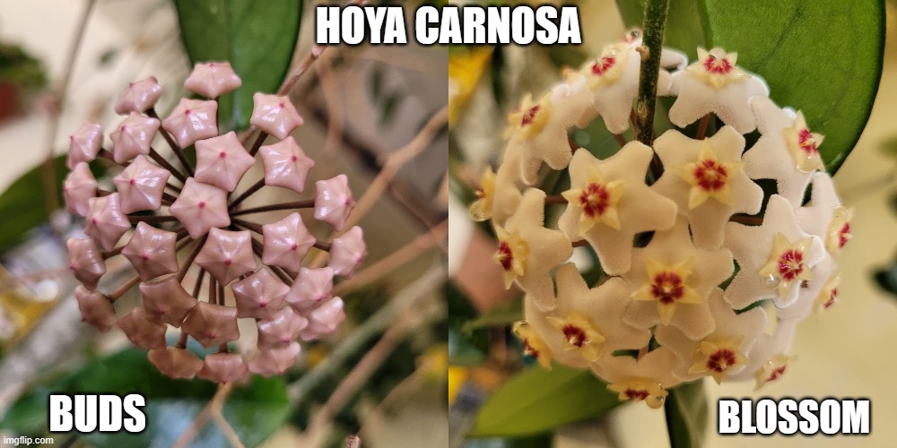 Hoya Carnosa | HOYA CARNOSA; BUDS; BLOSSOM | image tagged in buds,bloom | made w/ Imgflip meme maker