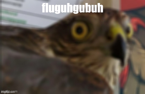 shocked bird - Imgflip