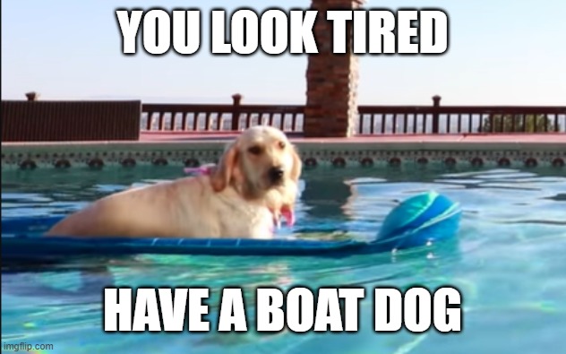 BOAT DOG | YOU LOOK TIRED; HAVE A BOAT DOG | image tagged in boat dog | made w/ Imgflip meme maker