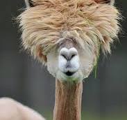High Quality alpaca haircut Blank Meme Template