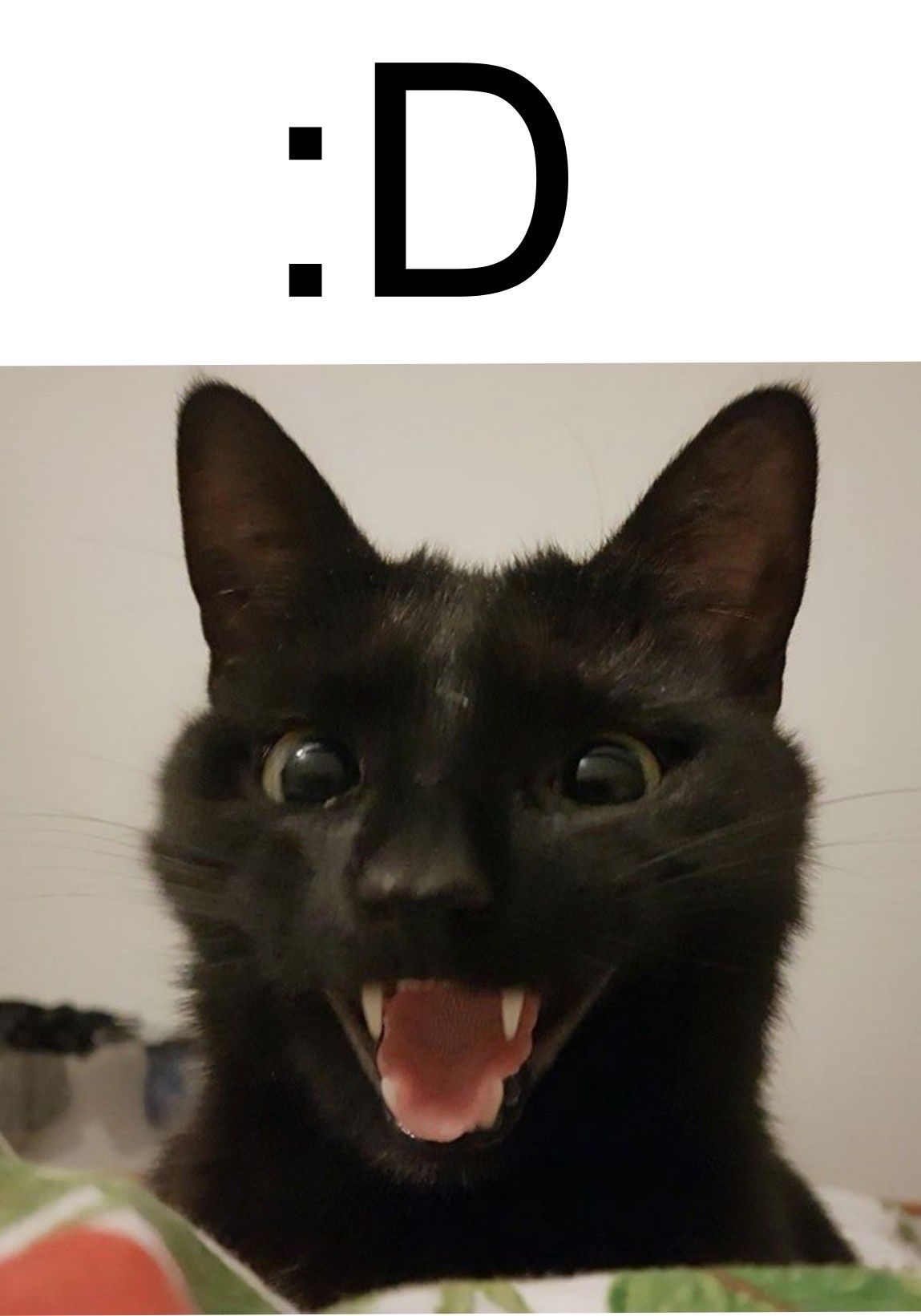 High Quality Meme Blank Meme Template