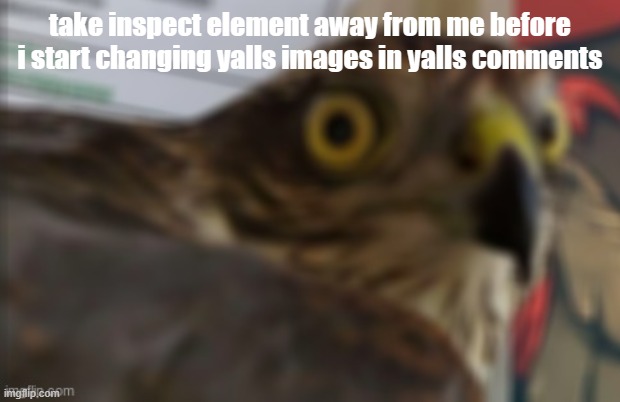 shocked bird | take inspect element away from me before i start changing yalls images in yalls comments | image tagged in shocked bird | made w/ Imgflip meme maker