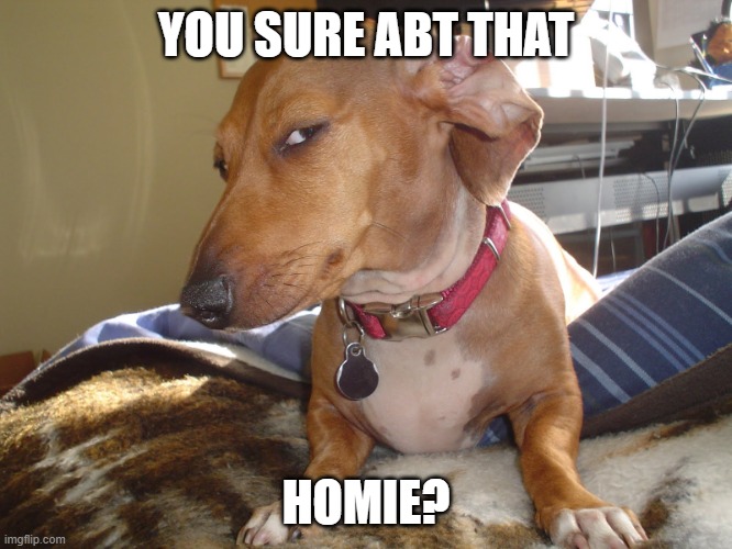 Suspicious Dog | YOU SURE ABT THAT HOMIE? | image tagged in suspicious dog | made w/ Imgflip meme maker