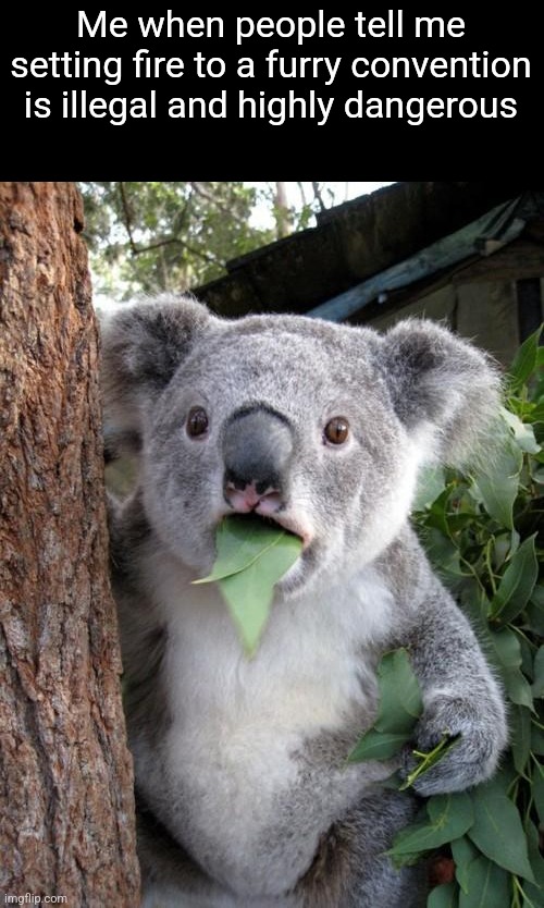 Surprised Koala | Me when people tell me setting fire to a furry convention is illegal and highly dangerous | image tagged in memes,surprised koala | made w/ Imgflip meme maker