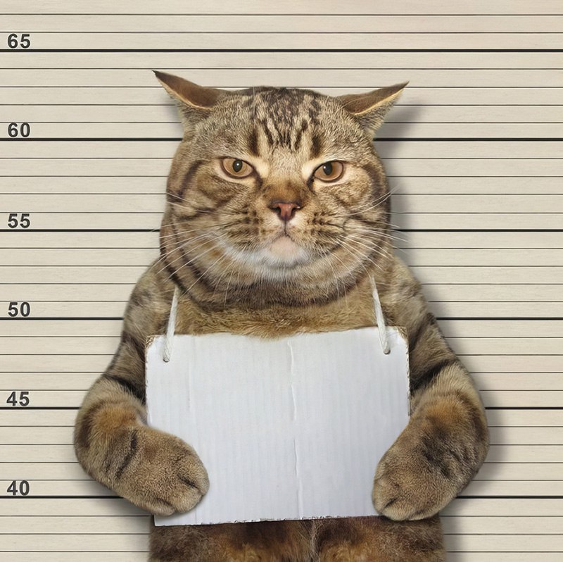 CUFF Cat JailCat Blank Meme Template
