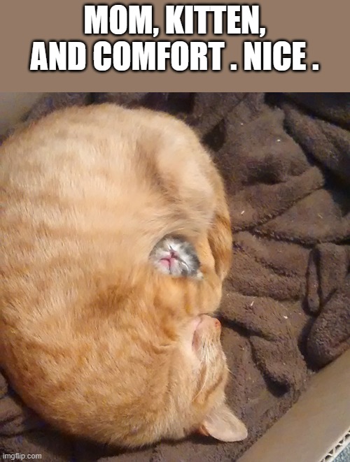memes by Brad - Cute cat and her kitten | MOM, KITTEN, AND COMFORT . NICE . | image tagged in funny,fun,cat,cute kitten,kitten,cat meme | made w/ Imgflip meme maker