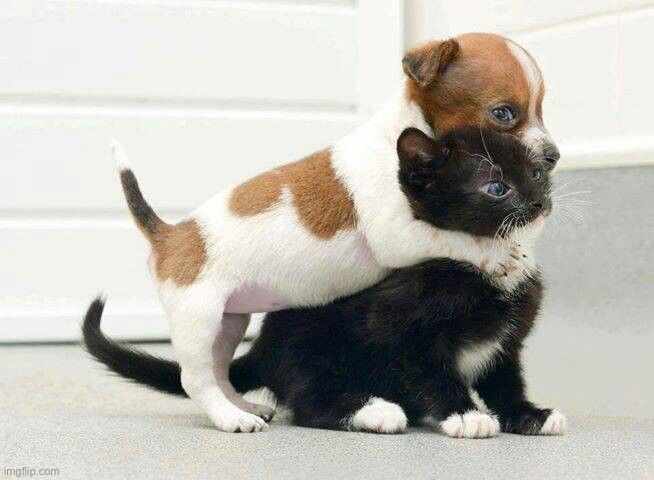 Dog Hugging Cat | image tagged in dog hugging cat | made w/ Imgflip meme maker
