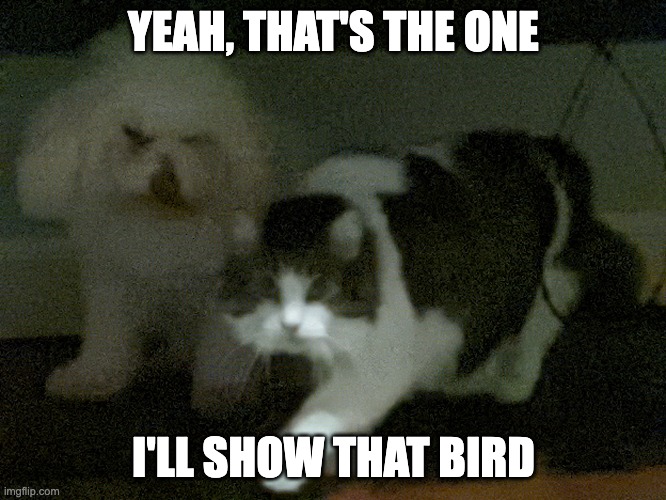Cat Defends Dog | YEAH, THAT'S THE ONE; I'LL SHOW THAT BIRD | image tagged in cat dog | made w/ Imgflip meme maker