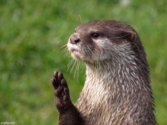 Bye Otter | image tagged in bye otter | made w/ Imgflip meme maker