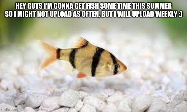 I haven't decided what fish tho....maybe a molly or ghost shrimp. tell me in the comments or whatever | HEY GUYS I'M GONNA GET FISH SOME TIME THIS SUMMER SO I MIGHT NOT UPLOAD AS OFTEN, BUT I WILL UPLOAD WEEKLY :) | image tagged in fish | made w/ Imgflip meme maker