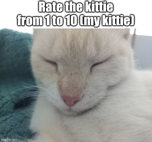 Sleeping kittie | Rate the kittie from 1 to 10 (my kittie) | image tagged in meow,sleep | made w/ Imgflip meme maker