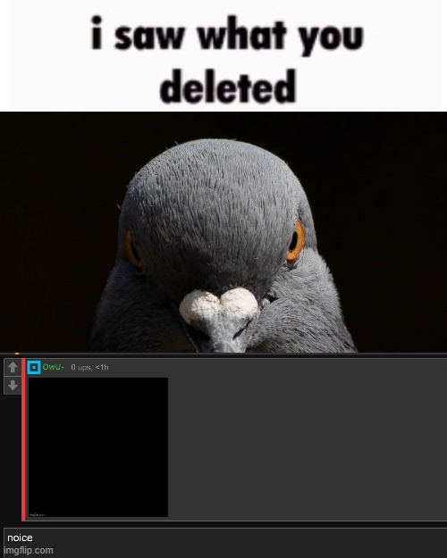 the pigon saw what you deleted | image tagged in the pigon saw what you deleted | made w/ Imgflip meme maker