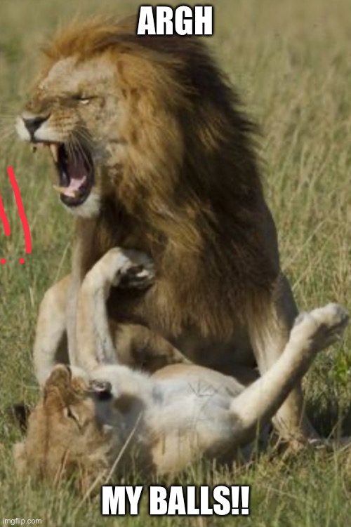 Lion Accident | ARGH; MY BALLS!! | image tagged in lion accident | made w/ Imgflip meme maker